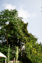 Close-Up of Green Foliage with Tree Background in Natural Daylight Setting