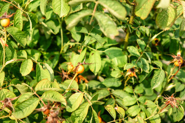Wild Rose Hips in Sunlit Green Foliage: Nature's Autumn Bounty