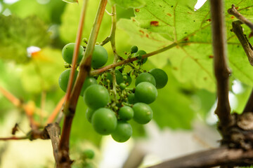 Close-Up of Green Grapes on Vine in Vineyard: Fresh, Organic, Unripe Fruit in Natural Light