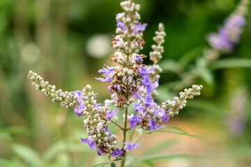 Blooming Purple Flowers on Green Stems in Garden Close-Up