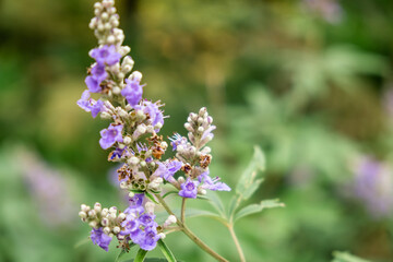 Close-up of Blooming Purple Flowers in a Natural Green Background