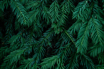 Lush Green Pine Needles Close-Up Nature Background for Stock Photography