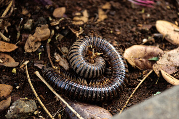 A detailed shot of a Tiladtilad (Siyentipikinhong Pagklasipikar) curled up on the forest floor. The image captures the intricate details of its segmented body, perfect for nature and wildlife themes