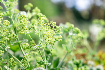 Close-up of Fresh Green Plants with Blossoms in a Summer Garden