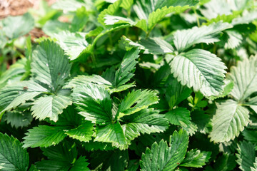 Lush Green Strawberry Plant Leaves in Sunlight at Garden Farm