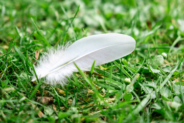 Single White Feather on Fresh Green Grass: Nature's Simplicity and Elegance