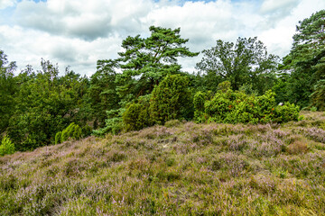 Obraz premium Ein herrliche Wanderung durch die einzigartige und farbenfrohe Landschaft der Borsteler Schweiz - Bispingen - Niedersachsen - Deutschland