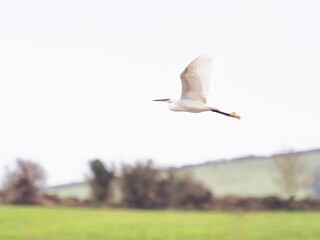 The solitary egret, a beacon of elegance, cuts through the air with effortless grace, leaving a whisper of movement in its wake.