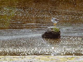 A lone bird stands on a mossy rock surrounded by a body of water. The surface of the water is...
