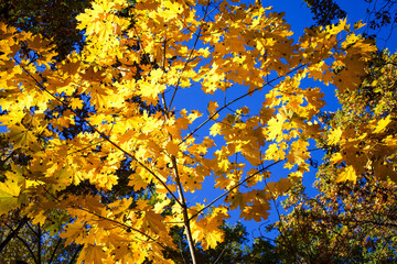 Sunlit leaves, azure sky, calm environment, autumnal beauty. Seasonal photography. Nature-inspired design. Educational material about seasons.