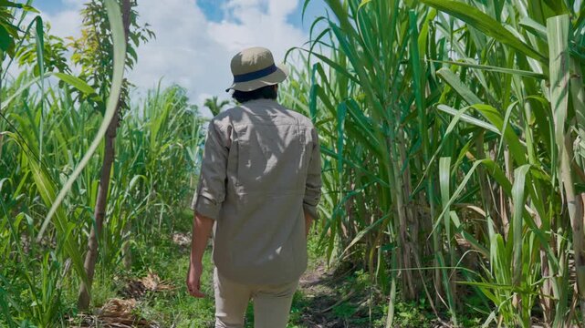 Indonesian farmers walking in a sugarcane plantation area