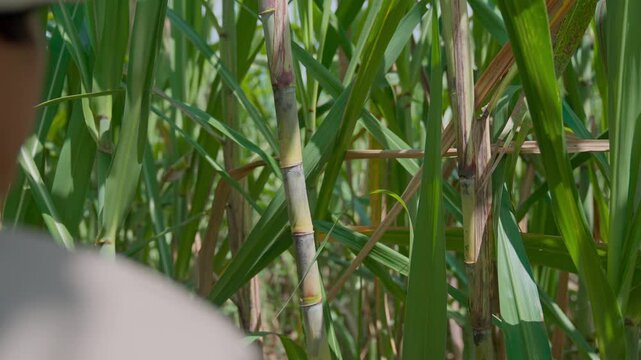Indonesian farmers working in a sugarcane plantation area
