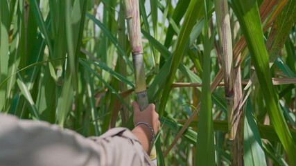 Indonesian farmers working in a sugarcane plantation area