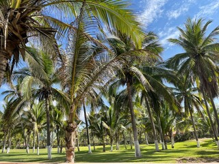 Fototapeta premium Plameras y pasto verde en una playa