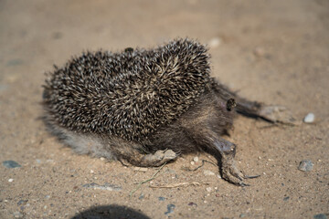 A dead hedgehog lies on a gravel road