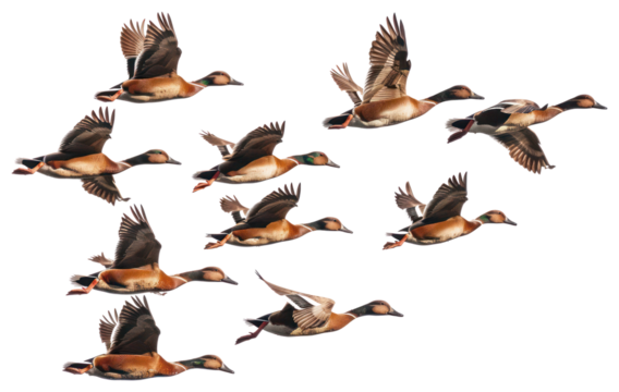 PNG Flying ducks in synchronized formation