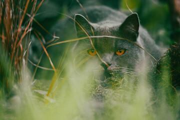 Beautiful British shorthair cat with yellow eyes hunting hiding in tall garden grass. Domestic cat outdoors on backyard. Wild animal with direct look.