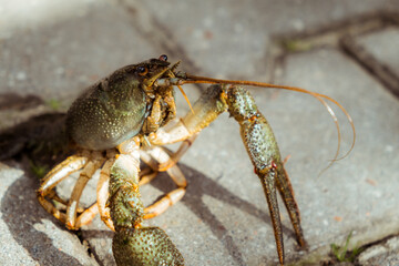 Live freshwater crayfish close-up. Green shell and claws. Long antennae. His eyes bulged. River Crawfish