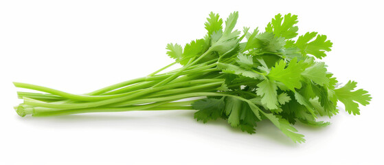 A bunch of fresh green cilantro is displayed on a white background