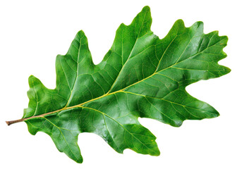 Fototapeta premium PNG Vibrant green oak leaf isolated