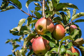 Ripe juicy apples in the garden. Harvesting on a sunny day.