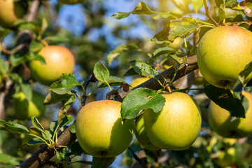 Ripe juicy apples in the garden. Harvesting on a sunny day.