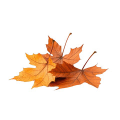 Fototapeta premium A collection of vibrant autumn leaves showcasing beautiful orange hues, perfect for seasonal themes and nature-inspired designs. transparent background