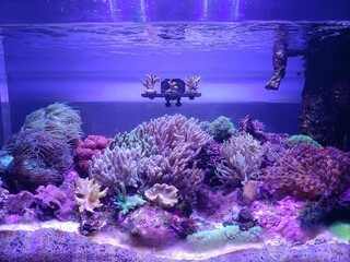 Coral reef in the sea.Aquarium coral cultivation