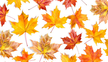 Obraz premium pattern of colorful autumn maple leaves with hard light isolated on white background. Warm colors of Autumn