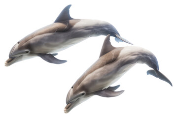 Fototapeta premium PNG Playful dolphins swimming gracefully