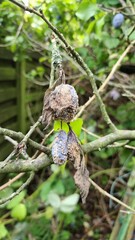 European brown rot (Monilia Fructigena) on European plum, plum (Prunus Domestica SSP. Domestica).