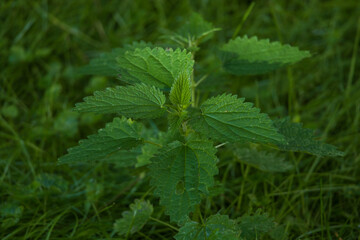 Details of the leaves of a green nettle plant in a meadow