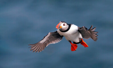 Puffins are any of three species of small alcids (auks) in the bird genus Fratercula. These are pelagic seabirds that feed primarily by diving in the water. 