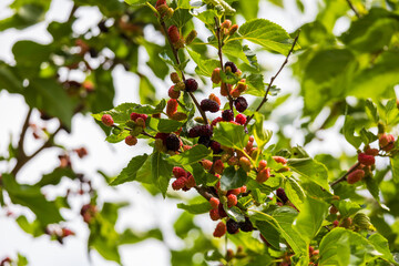 Ripe and unripe fruit of the Mulberry tree.