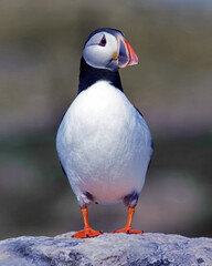 Puffins are any of three species of small alcids (auks) in the bird genus Fratercula. These are pelagic seabirds that feed primarily by diving in the water. 