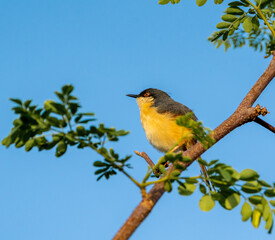 bird on a branch