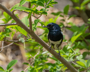 bird on a branch