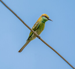 bee eater perched on a branch