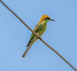 bee eater perched on a branch