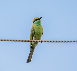 blue and yellow macaw