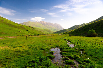 Fototapeta premium A mountain stream through a meadow of fresh green grass of the North Caucasus. Russia