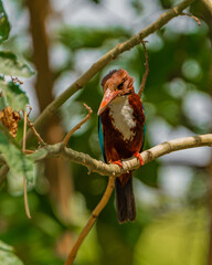 red cardinal on a branch
