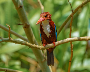 red billed kingfisher