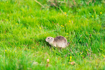 A carefree gopher basks in the rays of the spring sun on the green grass