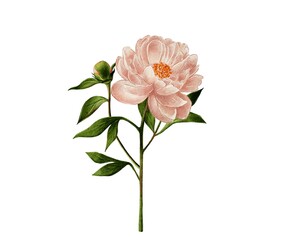 Obraz premium Beige, pink peonies, watercolor illustration on white background for flower shops, bouquets, home fragrances, perfume, cosmetics wedding. Delicate flowers for wedding decoration, holidays, birthdays 