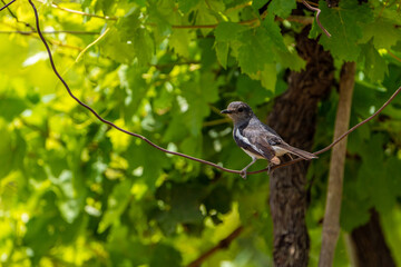 bird on a tree