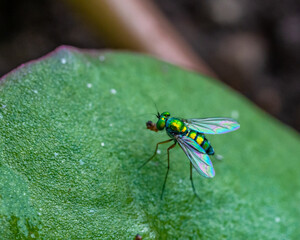 fly on leaf