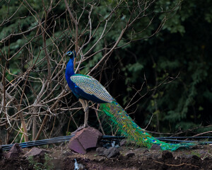 Naklejka premium peacock in the park