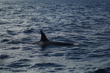 Naklejka premium Atlantic ocean, Azores