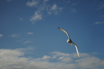 Atlantic ocean, Azores